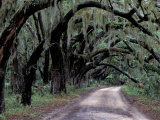 Live Oaks Line a Dirt Road, Cumberland Island, Georgia, USA Photographic Print by Gavriel Jecan