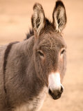 Philmont Scout Ranch Museum Burro, Cimarron, New Mexico, USA Lámina fotográfica por Walter Bibikow Philmont Scout Ranch Museum Burro, Cimarron, New Mexico, USA Lámina fotográfica por Walter Bibikow
