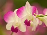 Orchids, Selby Gardens, Sarasota, Florida, USA Photographie par Adam Jones