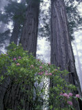 Coast Trail, Redwoods and Rhododendrons, Del Norte Coast State Park, California, USA Photographic Print by Jamie & Judy Wild