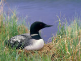 Wonder Lake and Common Loon on Nest, Denali National Park, Alaska, USA Photographie par Darrell Gulin