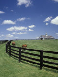 Thoroughbred in the Countryside, Kentucky, USA Photographic Print by Michele Molinari