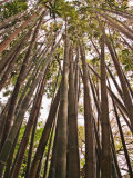 Skyward View in Bamboo Forest, Selby Gardens, Sarasota, Florida, USA Photographic Print by Adam Jones