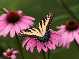 Tiger Swallowtail Butterfly on Purple Coneflower, Kentucky, USA Photographic Print by Adam Jones