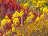 Colorful Aspens in Logan Canyon, Utah, USA Fotografisk tryk af Julie Eggers Colorful Aspens in Logan Canyon, Utah, USA Fotografisk tryk af Julie Eggers