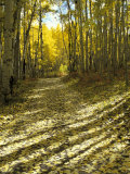 Aspen Tree Shadows and Old Country Road, Kebler Pass, Colorado, USA Photographic Print by Darrell Gulin