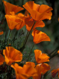 California Poppies, Antelope Valley, California, USA Photographie par Jamie & Judy Wild
