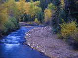 San Miguel River and Aspens in Autumn, Colorado, USA Photographic Print by Julie Eggers
