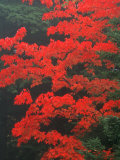 Red Foliage in Acadia National Park, Maine, USA Photographic Print by Joanne Wells