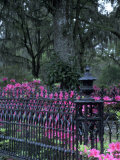 Bonaventure Cemetery, Savannah, Georgia, USA Photographie par Joanne Wells