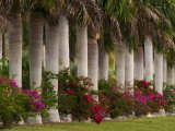 Row of Stately Cuban Royal Palms, Bougainvilleas Flowers, Miami, Florida, USA Lámina fotográfica por Adam Jones Row of Stately Cuban Royal Palms, Bougainvilleas Flowers, Miami, Florida, USA Lámina fotográfica por Adam Jones