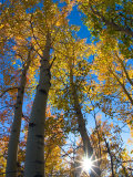 Aspen Trees with Sunlight Coming Through, Alaska, USA Fotografisk tryk af Julie Eggers Aspen Trees with Sunlight Coming Through, Alaska, USA Fotografisk tryk af Julie Eggers