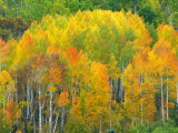 Autumn Aspens in Kebler Pass, Colorado, USA Photographic Print by Julie Eggers