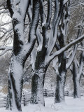 Snowy Weeping Willows, Trees and Fence, Oakland County, Michigan, USA Photographic Print by Claudia Adams