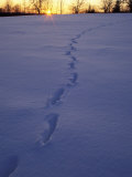 Sunrise over Snowfield with Deer Tracks in Winter, Northern Forest, Maine, USA Photographic Print by Jerry & Marcy Monkman
