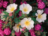 Desert Evening Primrose and Sand Verbena, Anza Borrego Desert State Park, California, USA Photographic Print by Adam Jones