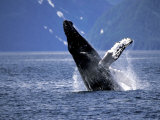Humpback Whale Breaching, Inside Passage, Alaska, USA Photographic Print by Stuart Westmoreland