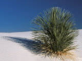White Sands, New Mexico, USA Lámina fotográfica por Dee Ann Pederson