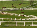 Thoroughbred Horses, Kentucky Horse Park, Lexington, Kentucky, USA Photographic Print by Adam Jones