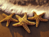 Sunset and Starfish on Surf Line, Maui, Hawaii, USA Photographie par Darrell Gulin