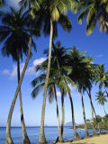Ste-Luce, Martinique Photographic Print Ste-Luce, Martinique Photographic Print