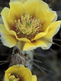 Engelmann's Prickly Pear, Saguaro National Park, Arizona, USA Photographic Print by Kristin Mosher