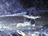 Black Bear Holds Chum Salmon, near Ketchikan, Alaska, USA Photographic Print by Howie Garber