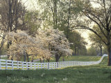 Dogwood Trees at Sunset Along Fence on Horse Farm, Lexington, Kentucky, USA Photographic Print by Adam Jones