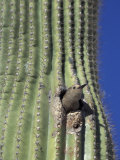 Saguaro with Gila Woodpecker, Tucson Botanical Gardens, Tucson, Arizona, USA Photographic Print by Jamie & Judy Wild