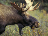 Bull Moose with Antlers, Denali National Park, Alaska, USA Photographic Print by Howie Garber