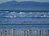 Pismo Beach, California, USA Lámina fotográfica por Nik Wheeler Pismo Beach, California, USA Lámina fotográfica por Nik Wheeler