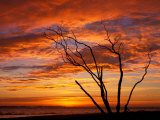 Dead Tree on Lighthouse Beach at Sunrise, Sanibel Island, Florida, USA Photographic Print by Jerry & Marcy Monkman