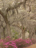 Bonaventure Cemetery with Moss Draped Oaks, Dogwood and Azalea, Georgia, USA Photographic Print by Joanne Wells