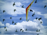 Hanglider with Avian Companions Lámina fotográfica