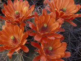 Claret Cup Cactus Flowers, San Xavier, Arizona, USA Photographic Print by Jamie & Judy Wild