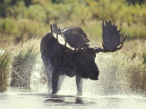 Moose Shower in Katmai National Park, Alaska, USA Photographic Print by Howie Garber