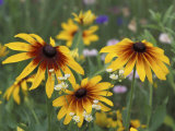 Gloriosa Daisy, Oldham County, Kentucky, USA Photographic Print by Adam Jones