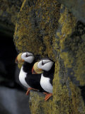 Horned Puffins on Ledge of Lichen, Pribilofs, St. Paul Island, Alaska, USA Photographic Print by Hugh Rose