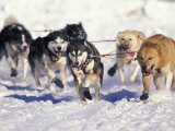 Iditarod Dog Sled Racing through Streets of Anchorage, Alaska, USA Photographic Print by Paul Souders
