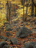 Fall Foliage on the Tarn Trail of Dorr Mountain, Maine, USA Fotoprint van Jerry & Marcy Monkman Fall Foliage on the Tarn Trail of Dorr Mountain, Maine, USA Fotoprint van Jerry & Marcy Monkman