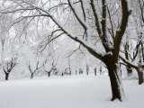Snow-Covered Maple Trees in Odiorne Point State Park in Rye, New Hampshire, USA Fotoprint van Jerry & Marcy Monkman Snow-Covered Maple Trees in Odiorne Point State Park in Rye, New Hampshire, USA Fotoprint van Jerry & Marcy Monkman