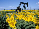 Sunflowers, Oil Derrick, Colorado, USA Photographie par Terry Eggers