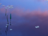 Pickerelweed, Lily Pads and Reflections in Trout Pond, Freedom, New Hampshire, USA Photographic Print by Jerry & Marcy Monkman