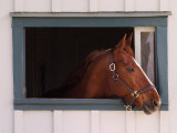 Thoroughbred Race Horse in Horse Barn, Kentucky Horse Park, Lexington, Kentucky, USA Photographie par Adam Jones