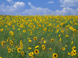 Sunflowers, Colorado, USA Photographic Print by Terry Eggers