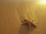 Starfish and Sand at Sunset, Maui, Hawaii, USA Photographie par Darrell Gulin