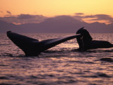 Humpback Whale at Sunset, Inside Passage, Alaska, USA Photographie par Stuart Westmoreland