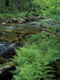 Lady Fern, Lyman Brook, The Nature Conservancy's Bunnell Tract, New Hampshire, USA Impressão fotográfica por Jerry & Marcy Monkman Lady Fern, Lyman Brook, The Nature Conservancy's Bunnell Tract, New Hampshire, USA Impressão fotográfica por Jerry & Marcy Monkman
