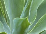 Agave Plant, Maui, Hawaii, USA Photographic Print by Julie Eggers