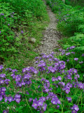 Footpath and Purple Phacelia Flowers, Shaker Landing, Kentucky, USA Photographic Print by Adam Jones